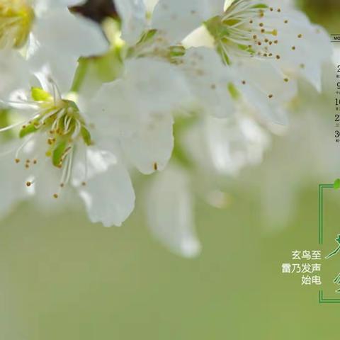 遇“春分”，知春意——金尊幼儿园第七周升旗仪式