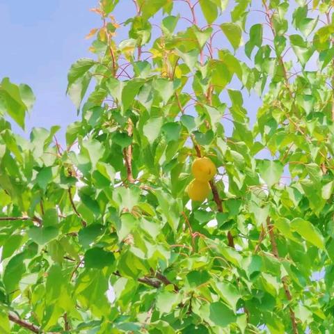 有“杏”遇见，“果”然有味