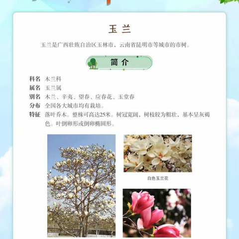 【书香大同·数字书馆】《绿色名片——中国市树文化展》微信展