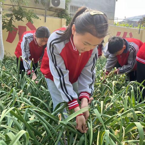 定陶区张湾镇和平小学试验田劳动记实