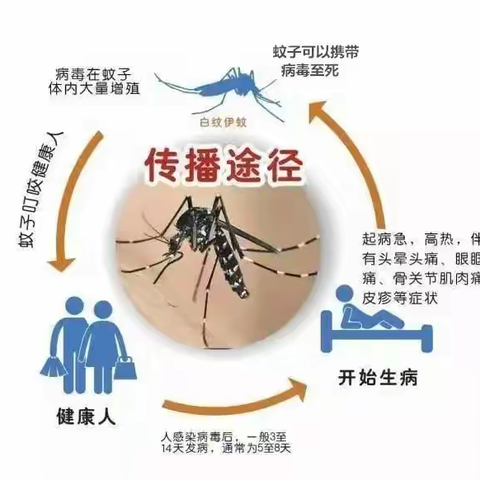 做好预防、远离登革热