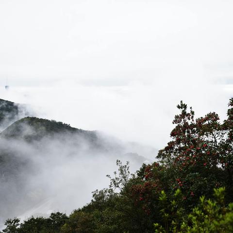 捧一瓣心香，洒一路阳光——鹏城第一峰赏花徒步随笔