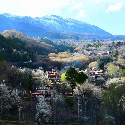趁春光正好，让我们共赴一场梨花之约— —四川金川赏梨花随笔