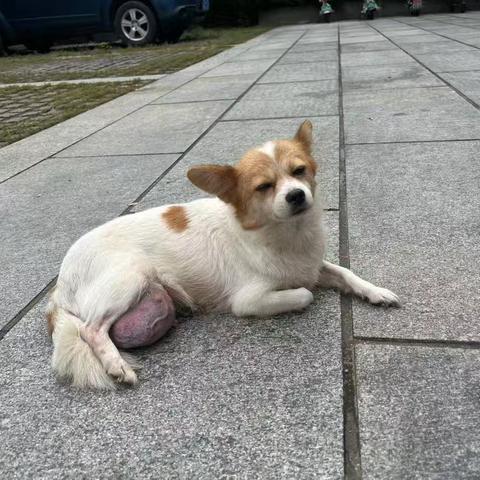 【治荟明湖·温暖南北】南北历山社区帮助流浪狗“回家”工作纪实