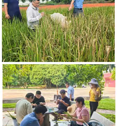 海垦科学院集团3个水稻不育系通过海南省农作物品种审定委员会鉴定