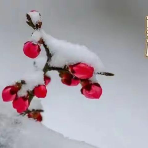 踏雪寻梅一研”途群芳齐争艳，云端聚力创辉煌-博兴县小学科学教师共研齐鲁科学大讲堂第121期