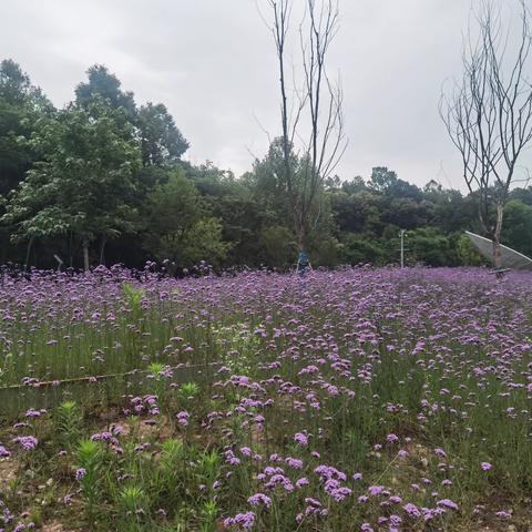 睡仙桥景观栈道