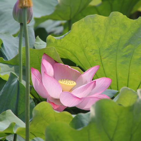 仲夏时节话郝堂