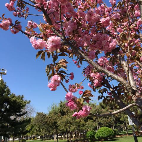 若问春花哪儿美，请到大连金普新区