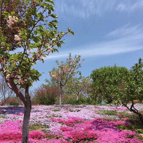 大连英歌石公园美丽春景