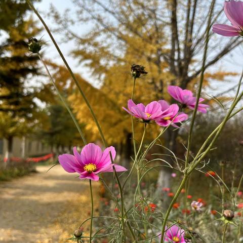 三十里堡初冬时，花粉枫红银杏黄