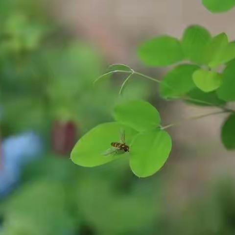 【奖金最高1000元】草木芳华-短诗文大赛