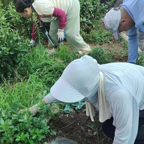 北园街道狮子张、汇源华庭社区开展“拔草护绿植 美化净家园”环境卫生整治活动