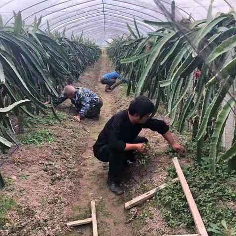 张平华：种植路上勤劳致富的自强模范