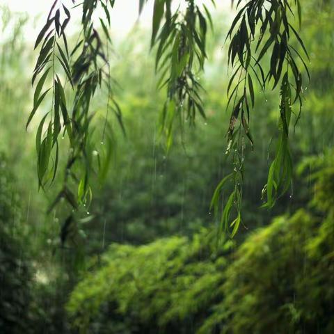 梅雨