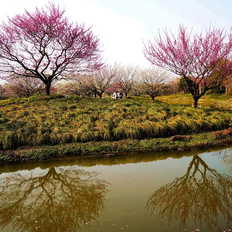 花开海上