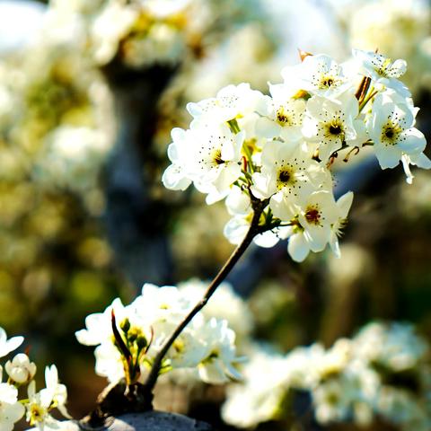 春日梨花开