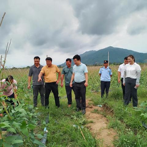 隆广镇人大主席团组织人大代表调研农业蔬菜产业发展情况