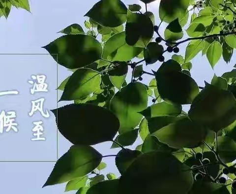 【节气课程】悄然小暑至，悠悠盛夏始——大码头镇西刘桥幼儿园小暑节气活动