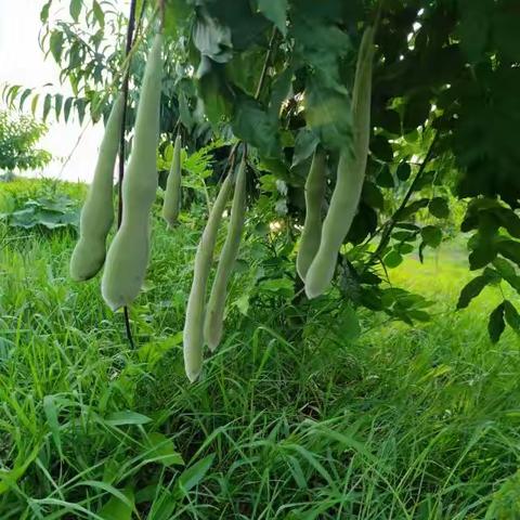 别再认错了！教你区分丝瓜、豆角与皂角