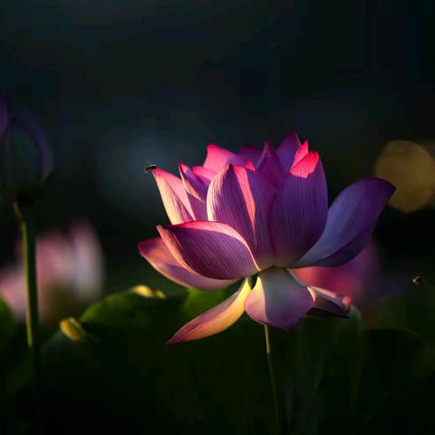 荷风入镜时（2025.6）