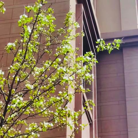 绿水青山就是金山银山｜巴彦县富江乡学校组织五一劳动节校园植树、种花活动