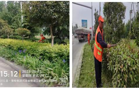 修剪正当时，绿化苗木展新姿——封丘县公路事业发展中心集中开展苗木修剪工作