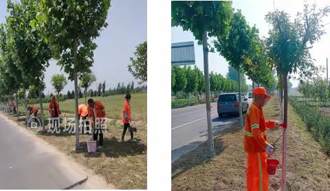 封丘县公路事业发展中心 ——路树刷白“穿新衣”，防虫治病又美观