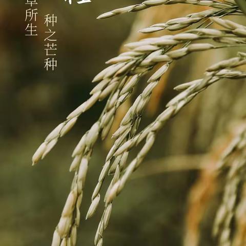 【衡水市第二幼儿园】芒种芒种，幸福播种🌾