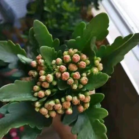 根深叶茂枝展四海