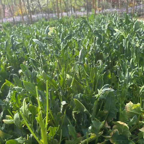 舌尖上的美味—凉拌菠菜