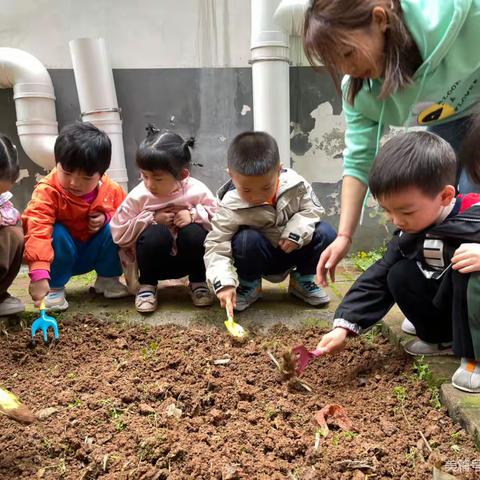 我和蔬菜宝宝——“收获篇”