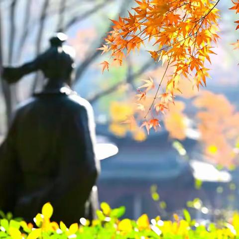 栖霞古寺枫叶丹