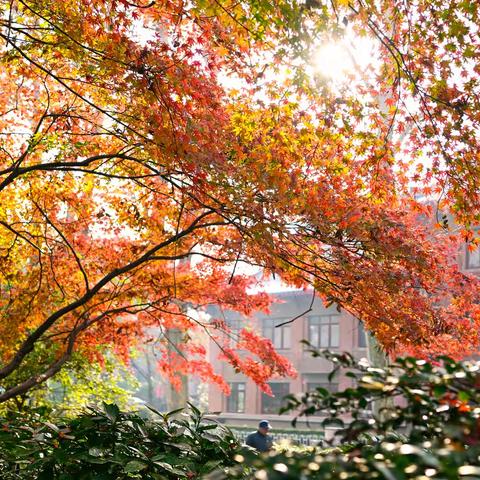 穿过金陵红枫岗  便是人间一轮回