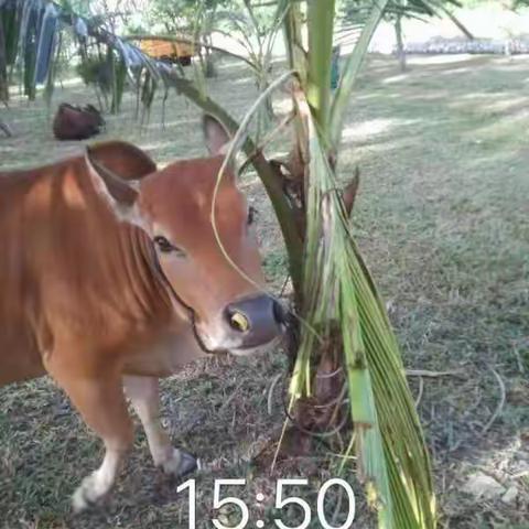 亚龙湾区域牛群啃食绿化及 冲撞行人情况汇报