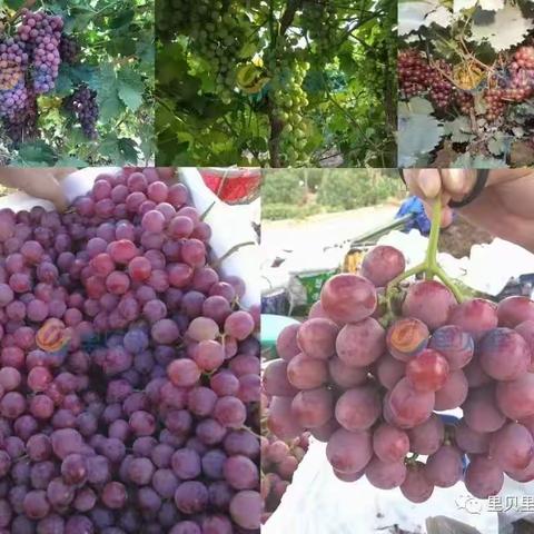 里贝里水溶肥—宴沃葡萄🍇效果见证
