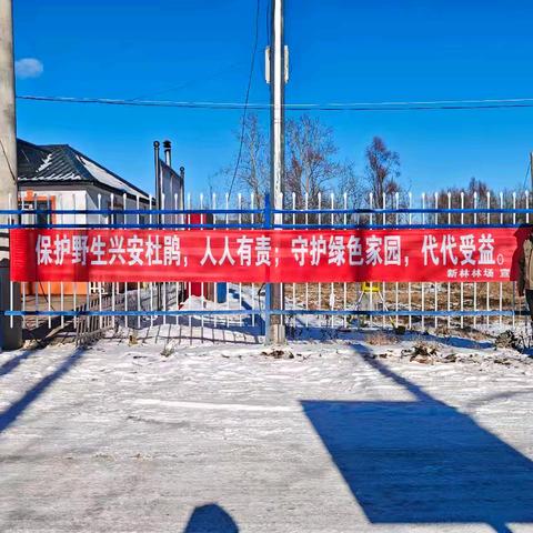 新林林业局新林林场开展野生兴安杜鹃保护宣传活动