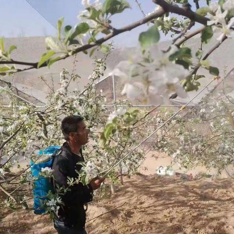 苹果花开满园香   果农人工授粉忙