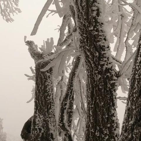 春雪漫舞莲花顶