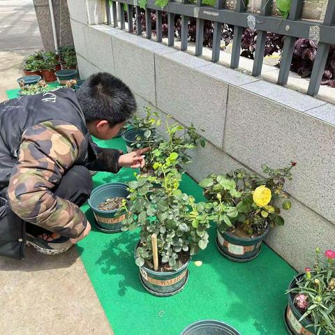 春风有信  花开有期