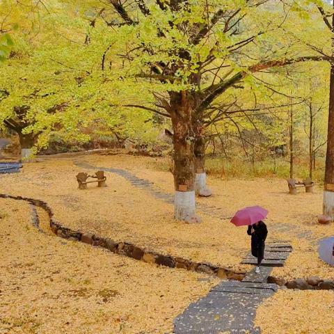 邂逅秋色•醉美银杏 永州•桐子坳古银杏+零陵古城+云冰山+九嶷山+下灌状元村汽车三日游