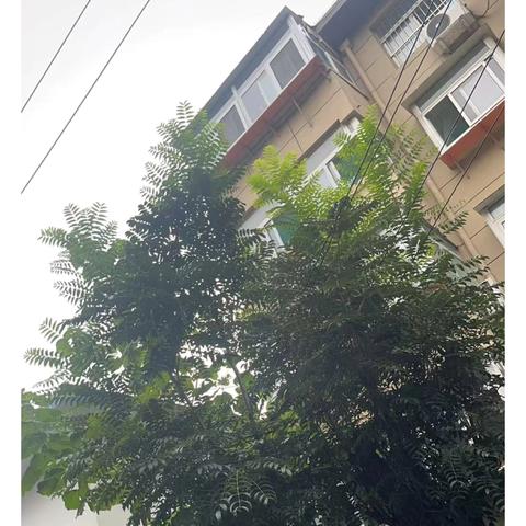 【乐居甸柳】枝叶虽密   服务无间