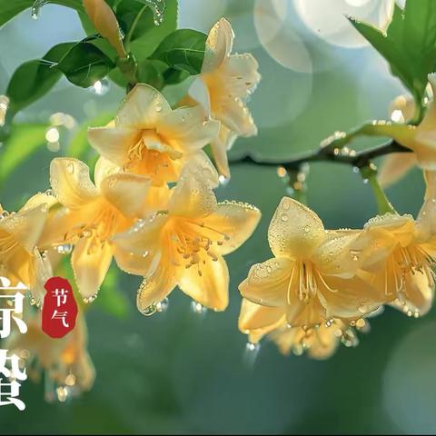 【二十四节气】惊蛰始 万物苏——“惊蛰”节气德育实践活动