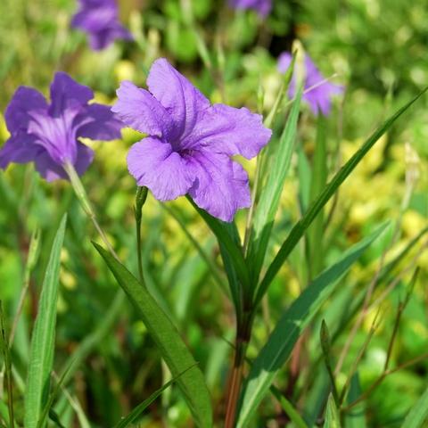 兰花草