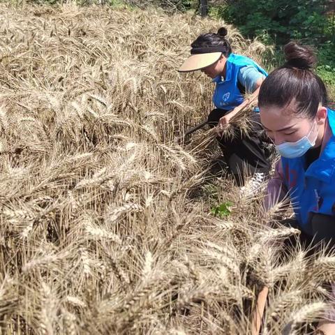 社工千站暖万家 奋战三夏守粮仓