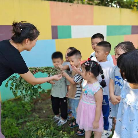 妙趣生“花”“生”活如画——柳林幼儿园“花生”收获记