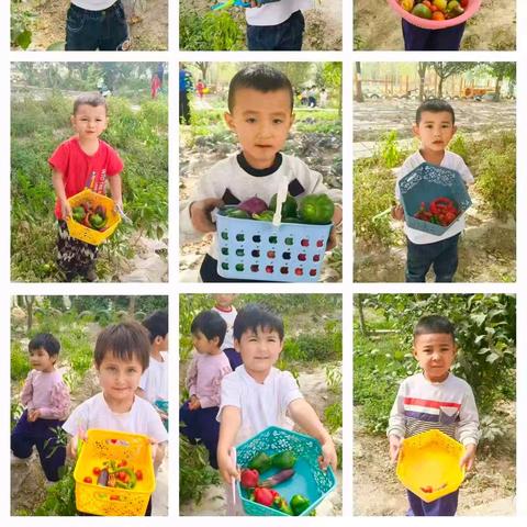 秋日特辑之采摘小记🌶️