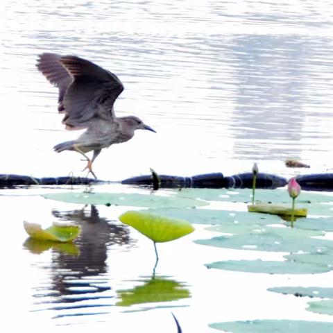 莲花池公园的鸟