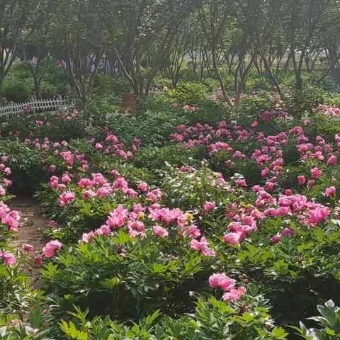 铜川牡丹园 芍药盛开 邀您赏花