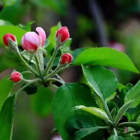 苹果花露红期用药方案